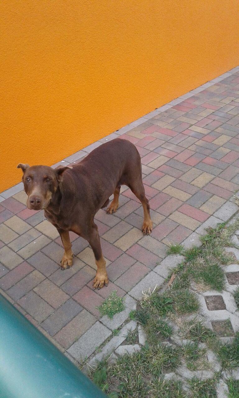 Cora